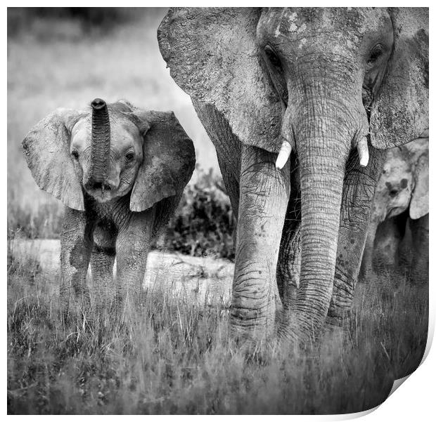 Mother and Calf Print by Janette Hill