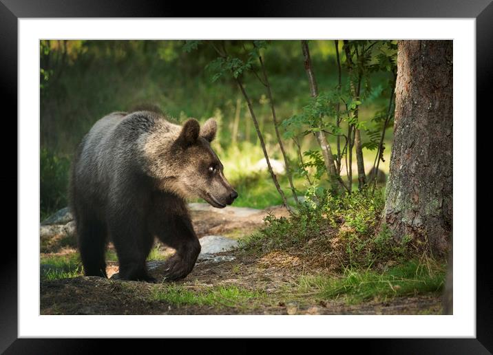 Bear in the Woods Framed Mounted Print by Janette Hill