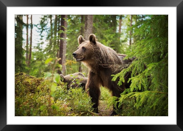 Mummy Bear Framed Mounted Print by Janette Hill