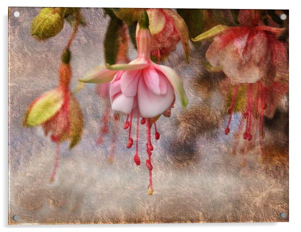 Pretty Fuchsia Acrylic by sue davies