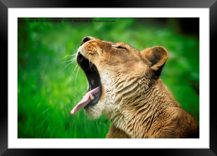 Yawning Lioness Framed Mounted Print by rawshutterbug 