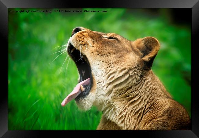 Yawning Lioness Framed Print by rawshutterbug 