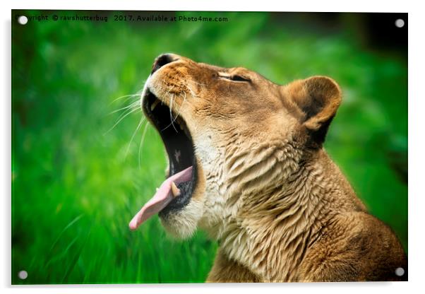Yawning Lioness Acrylic by rawshutterbug 