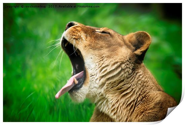 Yawning Lioness Print by rawshutterbug 