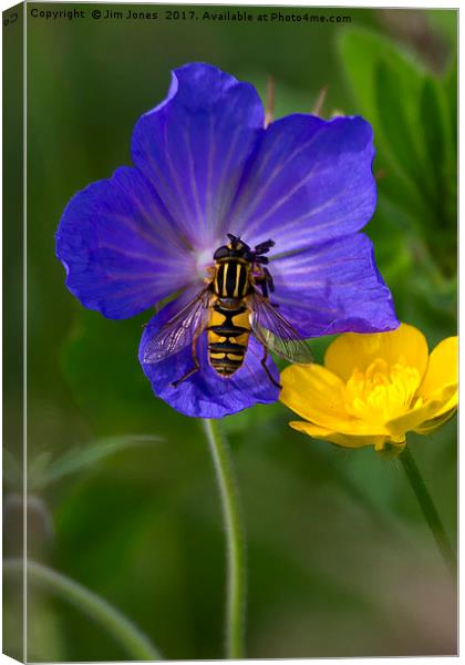 Cranesbill, Buttercup and Hoverfly Canvas Print by Jim Jones