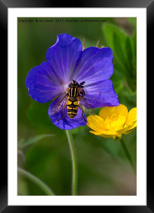 Cranesbill, Buttercup and Hoverfly Framed Mounted Print by Jim Jones