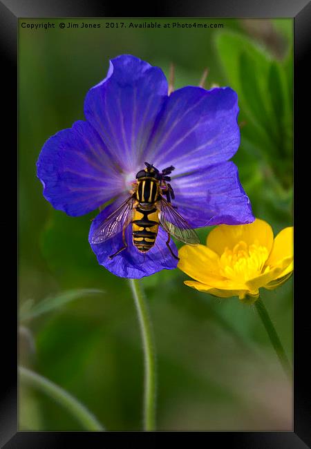 Cranesbill, Buttercup and Hoverfly Framed Print by Jim Jones