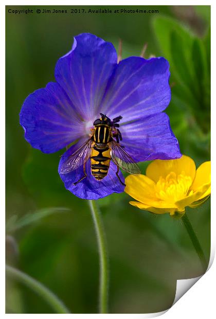 Cranesbill, Buttercup and Hoverfly Print by Jim Jones