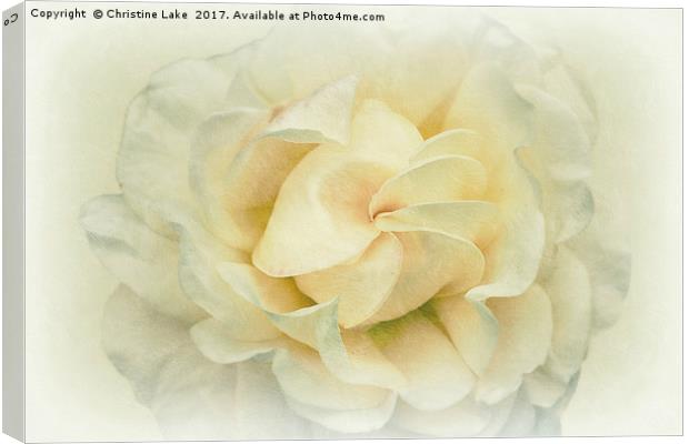 Mother Of Pearl Canvas Print by Christine Lake