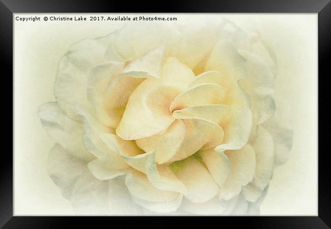 Mother Of Pearl Framed Print by Christine Lake