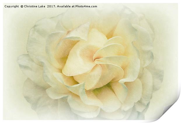 Mother Of Pearl Print by Christine Lake