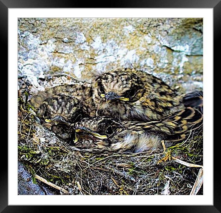 Spotted Flycatchers Nest Framed Mounted Print by Paul Welsh
