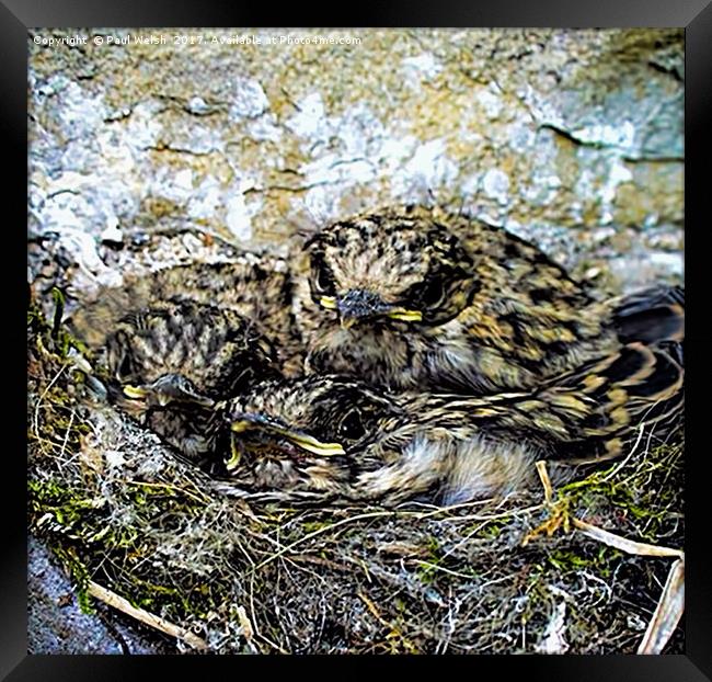 Spotted Flycatchers Nest Framed Print by Paul Welsh