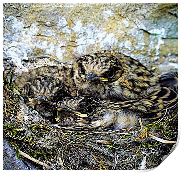 Spotted Flycatchers Nest Print by Paul Welsh