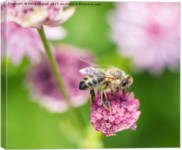 Foraging Honey Bee Canvas Print by Steve Hughes