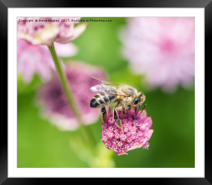 Foraging Honey Bee Framed Mounted Print by Steve Hughes