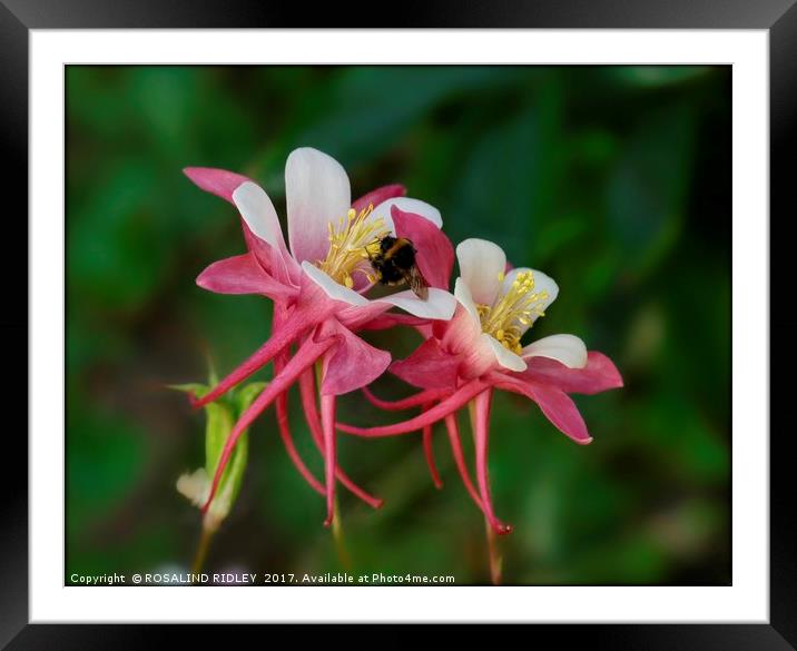 "Bee on Aquilegias" Framed Mounted Print by ROS RIDLEY