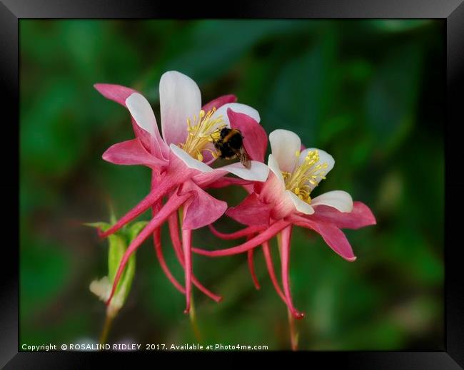"Bee on Aquilegias" Framed Print by ROS RIDLEY
