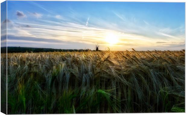 Fields of Barley and Burnham Overy mill Canvas Print by Gary Pearson