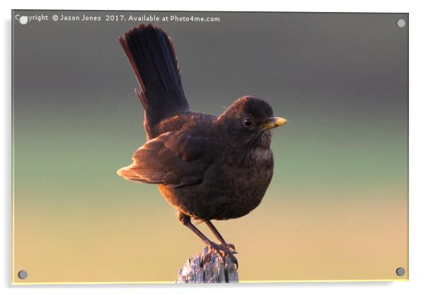Blackbird on a Wooden Post Acrylic by Jason Jones