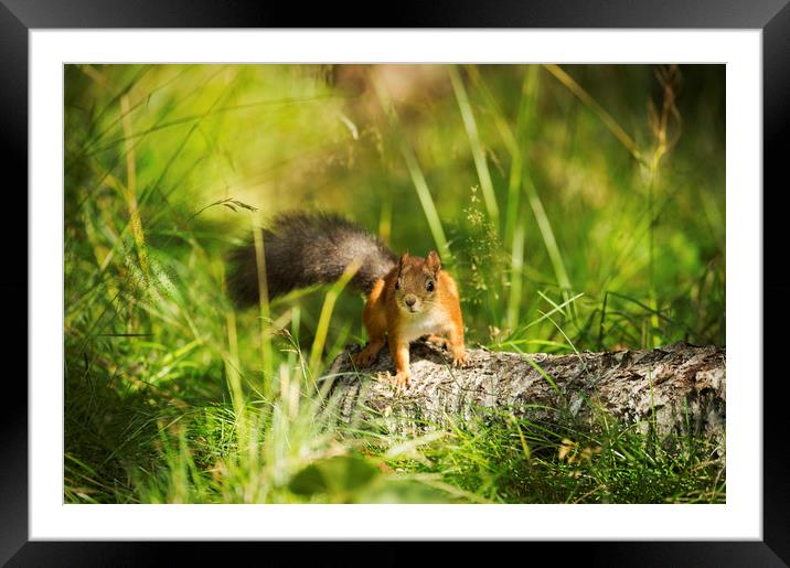 Red Squirrel Framed Mounted Print by Janette Hill