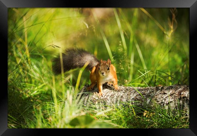 Red Squirrel Framed Print by Janette Hill