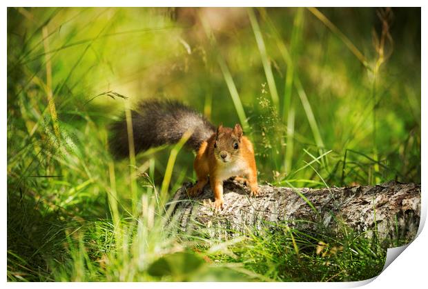 Red Squirrel Print by Janette Hill