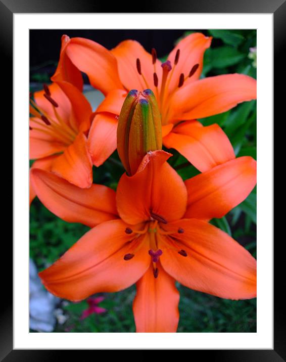 Flaming Lilies Framed Mounted Print by Ginny Gregg