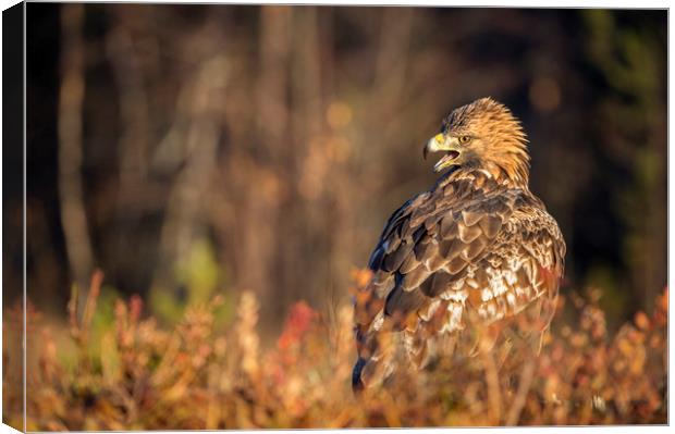 Golden Eagle in Autumn Light Canvas Print by Janette Hill