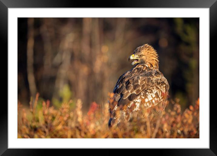 Golden Eagle in Autumn Light Framed Mounted Print by Janette Hill