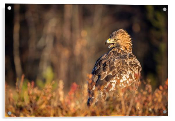 Golden Eagle in Autumn Light Acrylic by Janette Hill