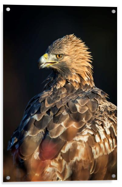 Golden Eagle Portrait Acrylic by Janette Hill