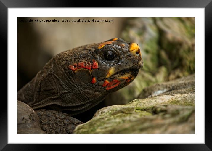 Red-Footed Tortoise Framed Mounted Print by rawshutterbug 