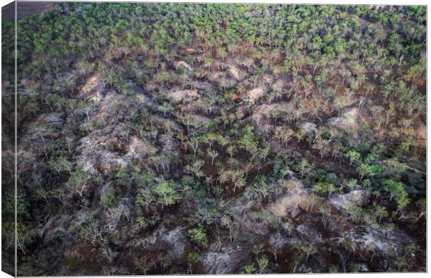 Trees from the air Canvas Print by Janette Hill