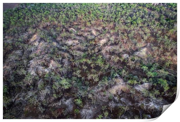 Trees from the air Print by Janette Hill
