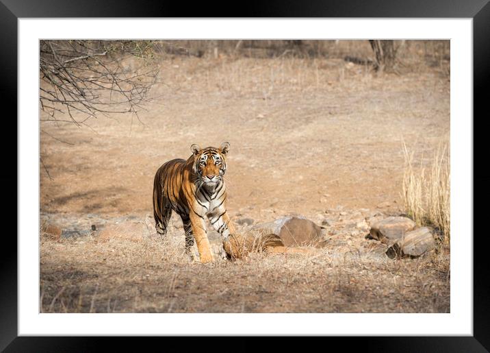 Tiger in the light Framed Mounted Print by Janette Hill