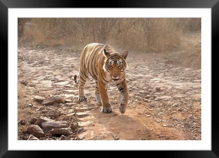 On the Prowl Framed Mounted Print by Janette Hill