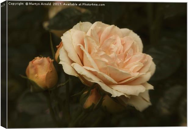 Only a Rose Canvas Print by Martyn Arnold