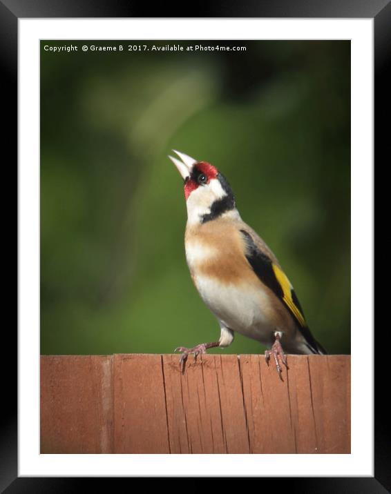 Goldfinch 14 Framed Mounted Print by Graeme B