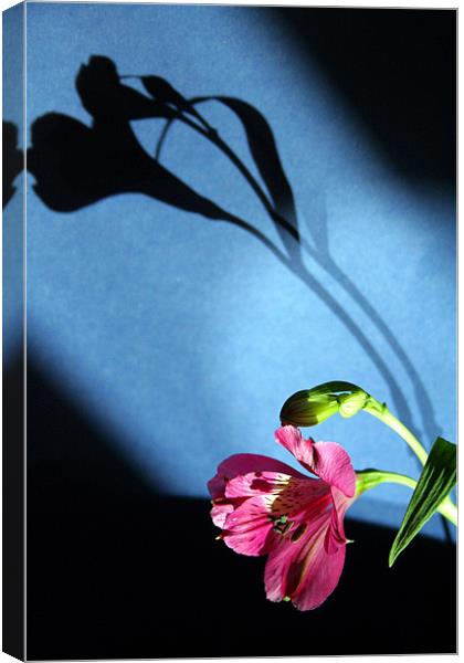 flower and light Canvas Print by Doug McRae