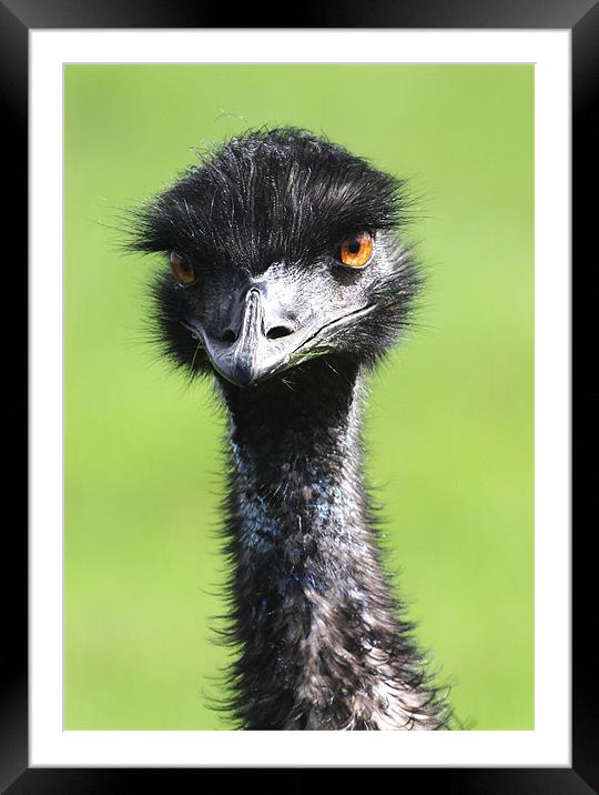 Emu Framed Mounted Print by Mike Gorton