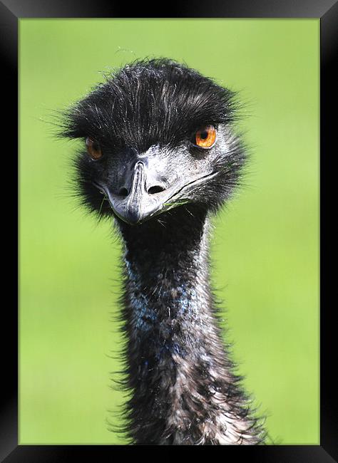 Emu Framed Print by Mike Gorton