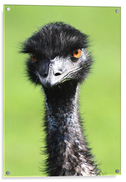 Emu Acrylic by Mike Gorton