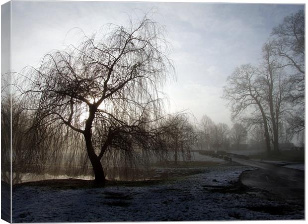 Willow in the Mist Canvas Print by Samantha Higgs