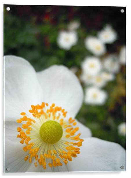 white flowers Acrylic by Heather Newton