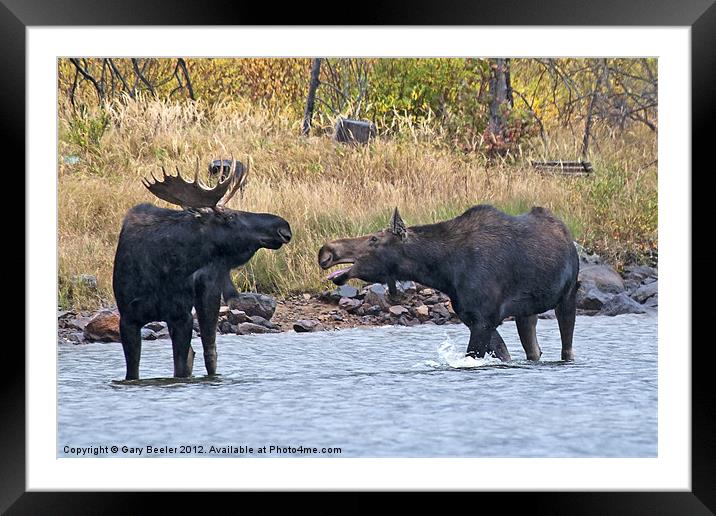 Mad Momma Moose Framed Mounted Print by Gary Beeler