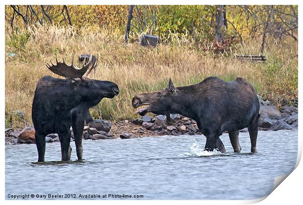 Mad Momma Moose Print by Gary Beeler