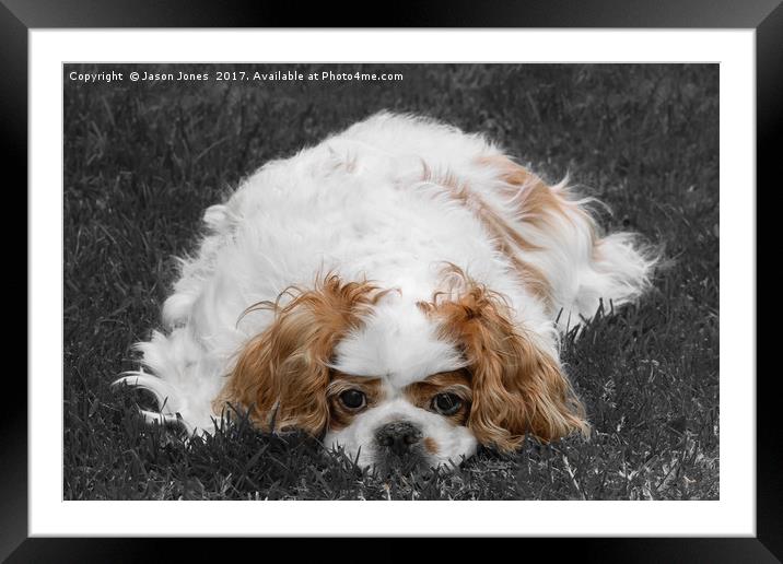 Cavalier King Charles Spaniel Dog Framed Mounted Print by Jason Jones