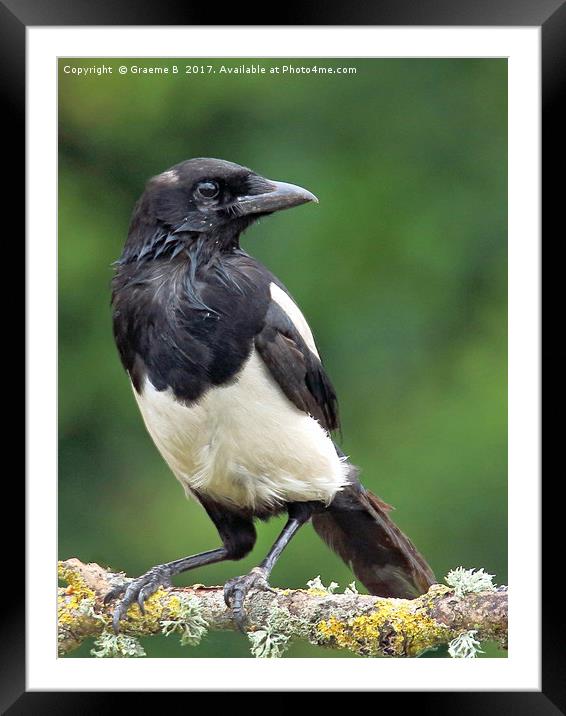 Juvenille Magpie Framed Mounted Print by Graeme B