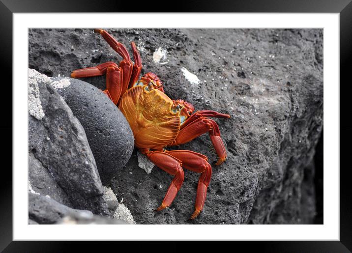 Sally Lightfoot Crab Framed Mounted Print by Janette Hill